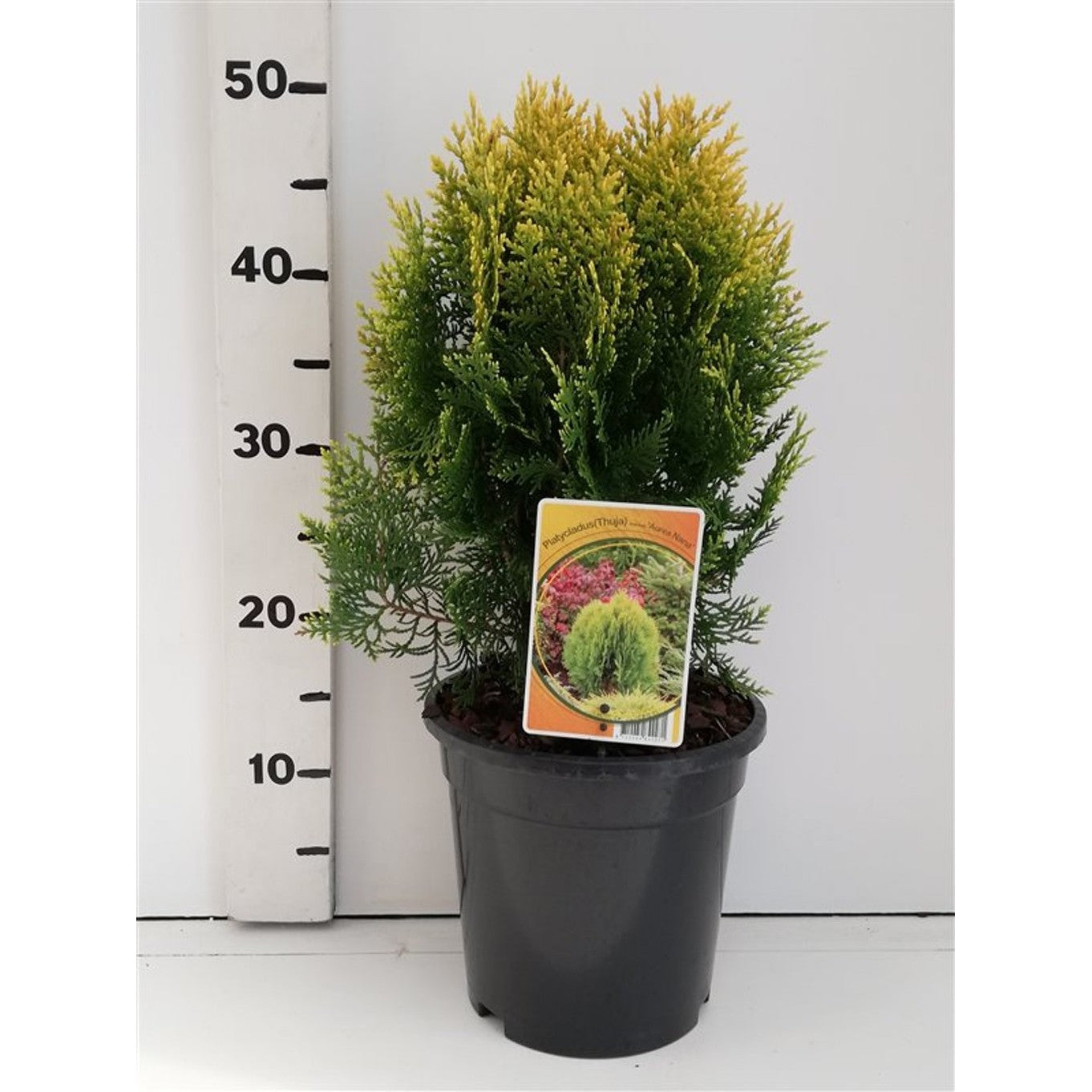 Klotthuja – Platycladus orientalis 'Aurea Nana' (Thuja orientalis - C3 25-30 CM